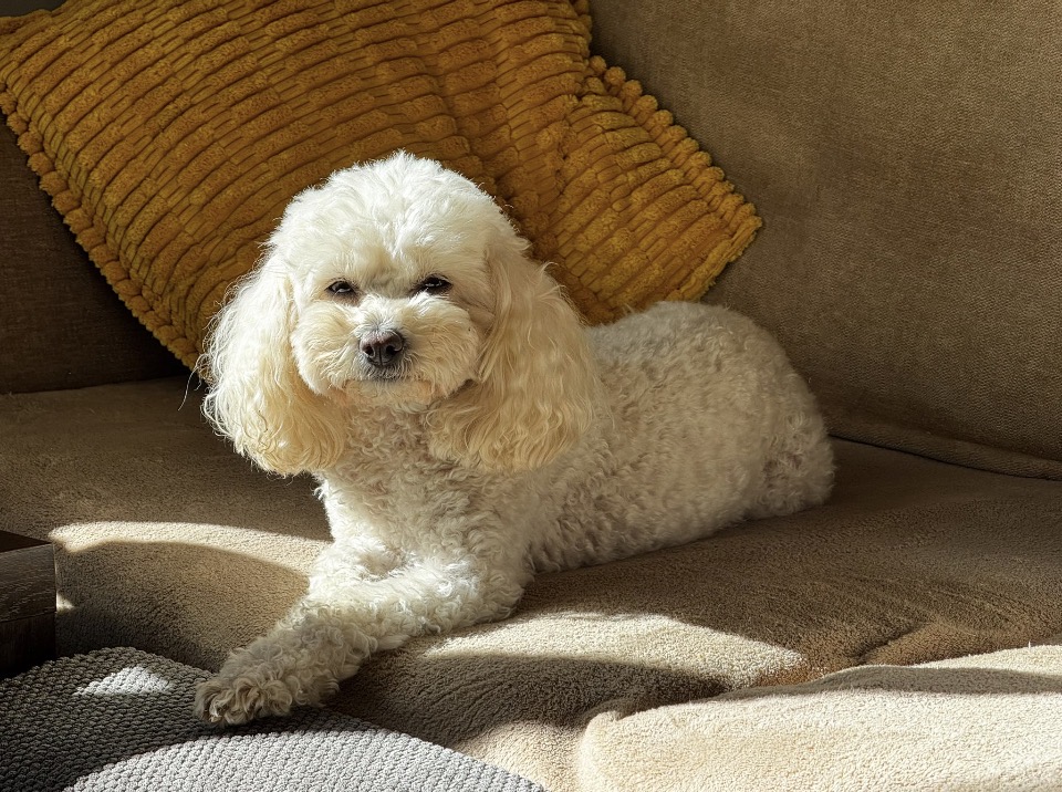 Small cream-coloured dog resting on a sofa in warm natural sunlight